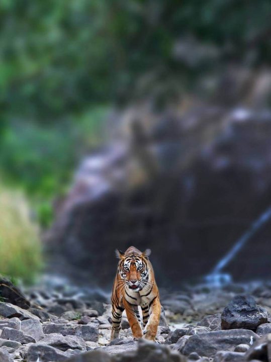 Tigres de bengala en Ranthambhore