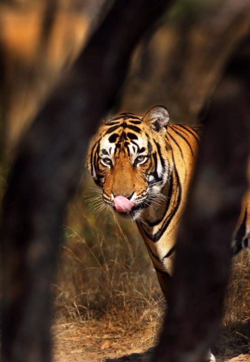 Tigres de bengala en Ranthambhore