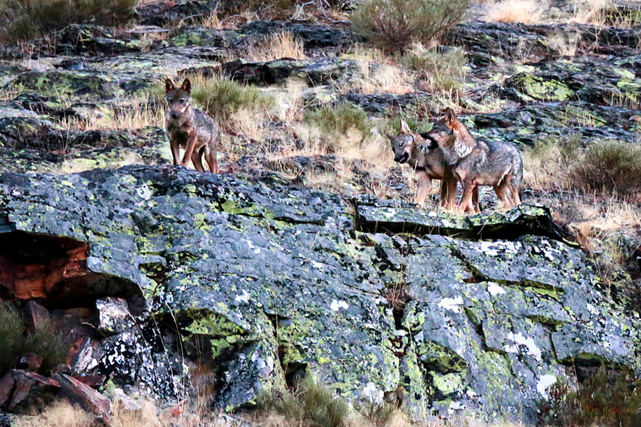 Gato montés y lobo ibérico en Picos de Europa