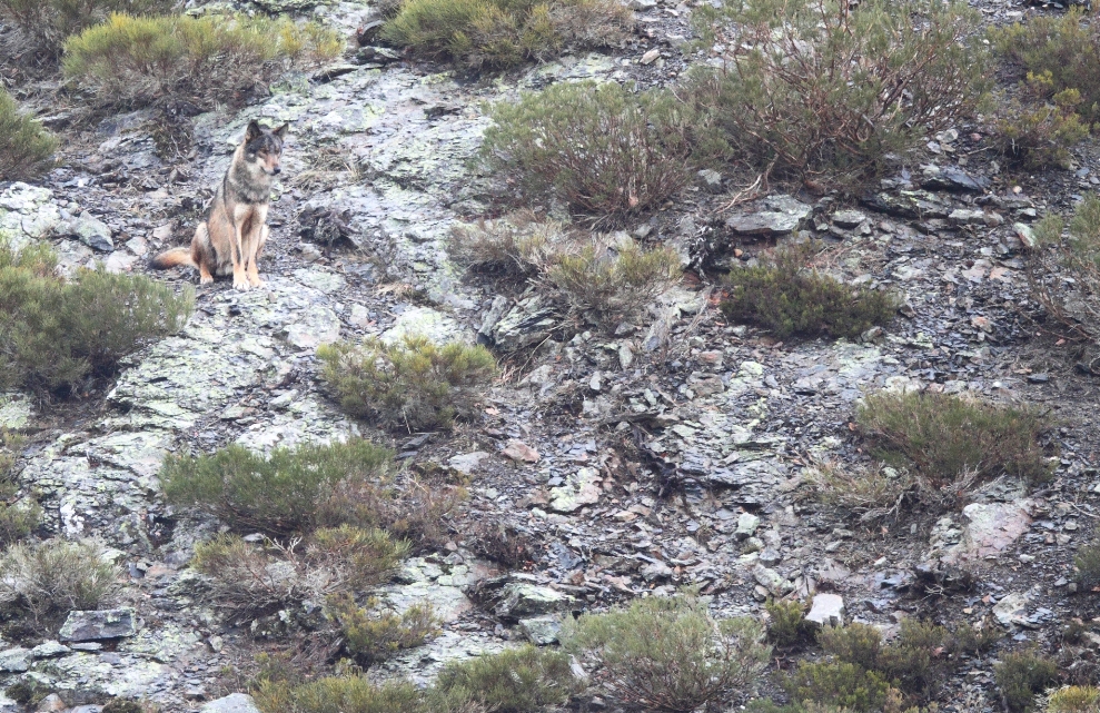 Gato montés y lobo ibérico en Picos de Europa