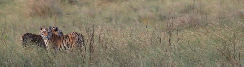 Tigres de bengala en Kanha