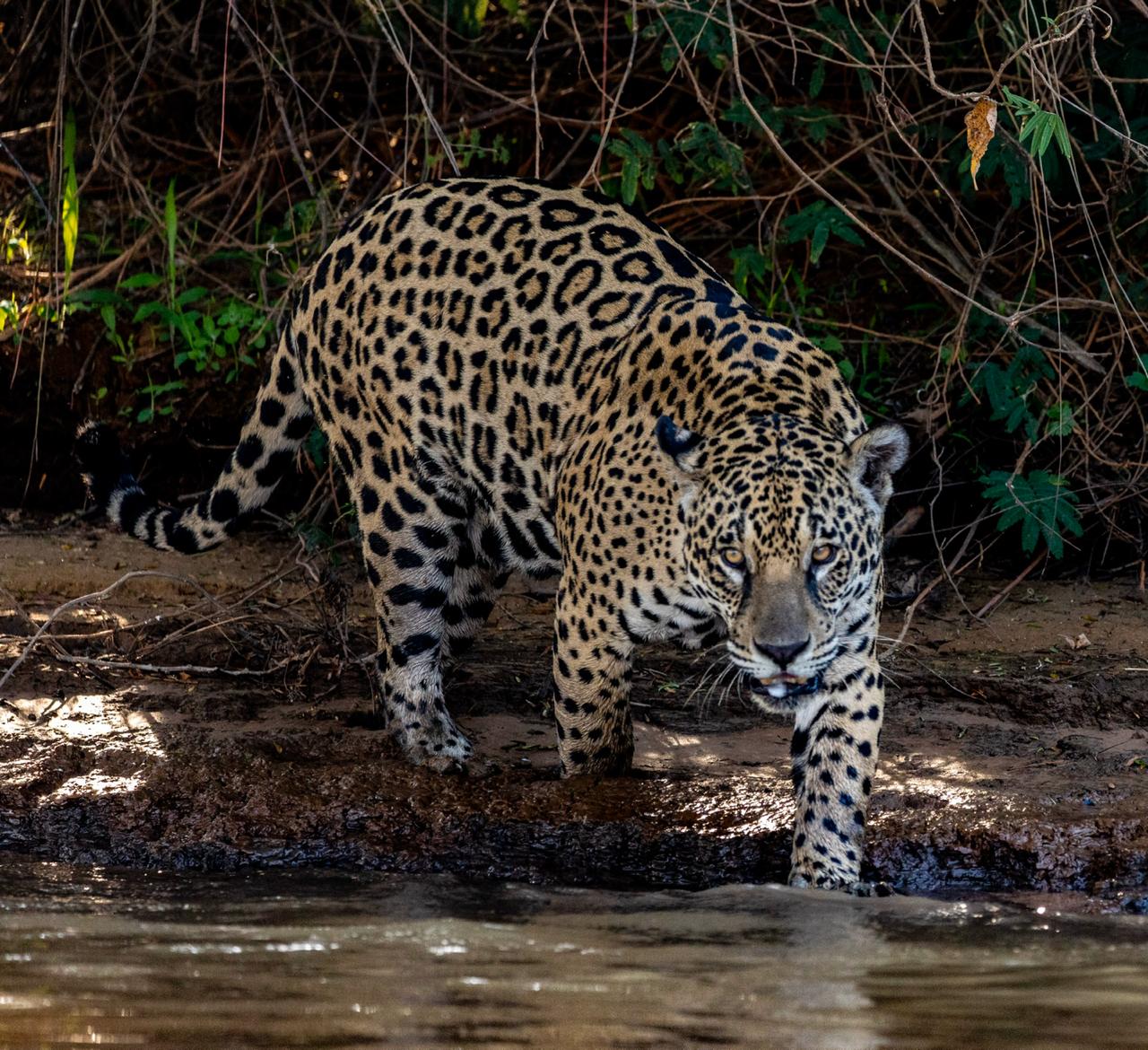 jaguar tour brazil