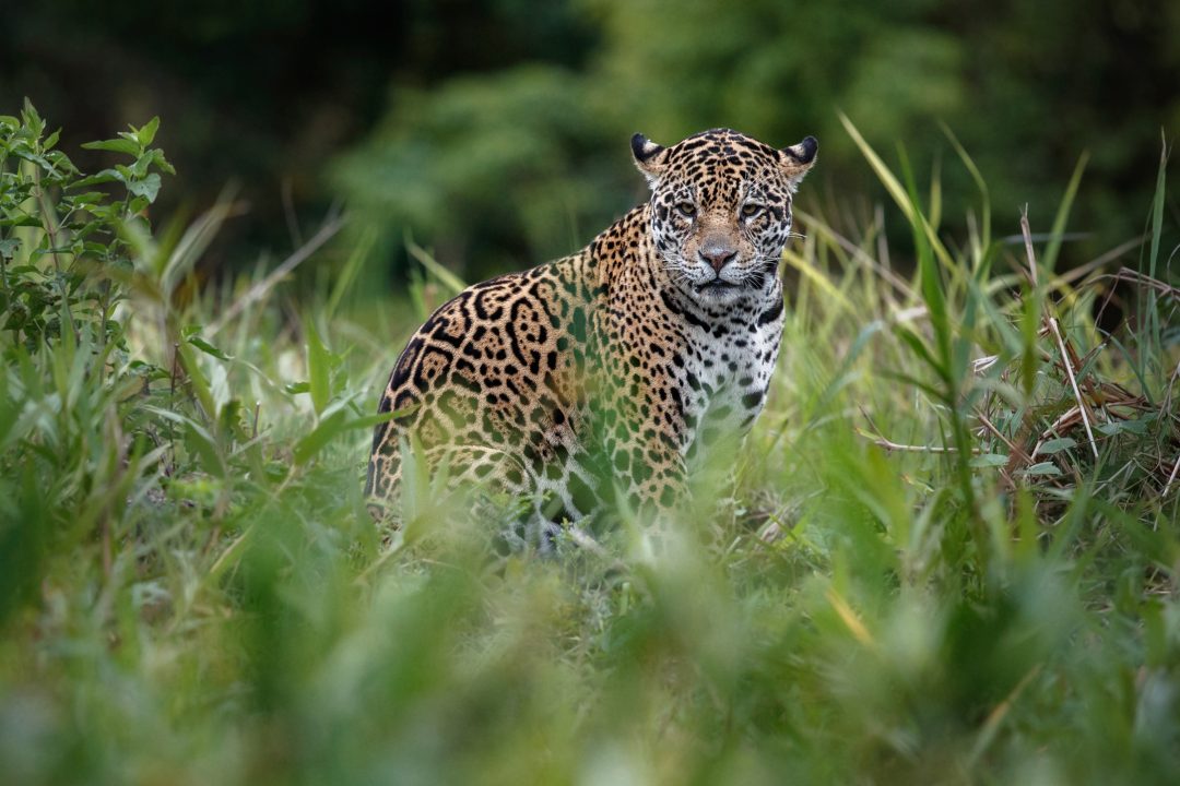 Jaguares, tour fotográfico en el pantanal brasileño Wild Watching