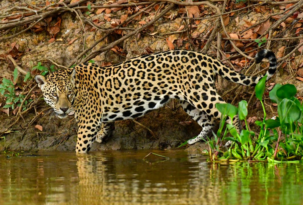 Jaguares, tour fotográfico en el pantanal brasileño Wild Watching
