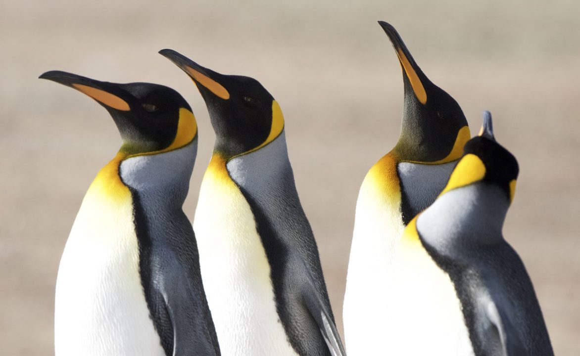 Pinguinos Rey - Arturo de Frias-