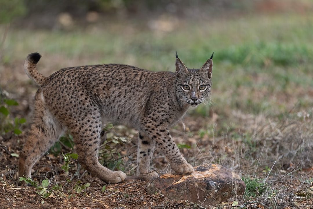 Iberian lynx - Wild Watching Spain –Turismo de Observación y Fotografía