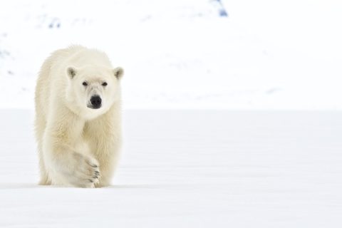 Osos polares en Svalbard, crucero privado WildWatchingSpain 2021
