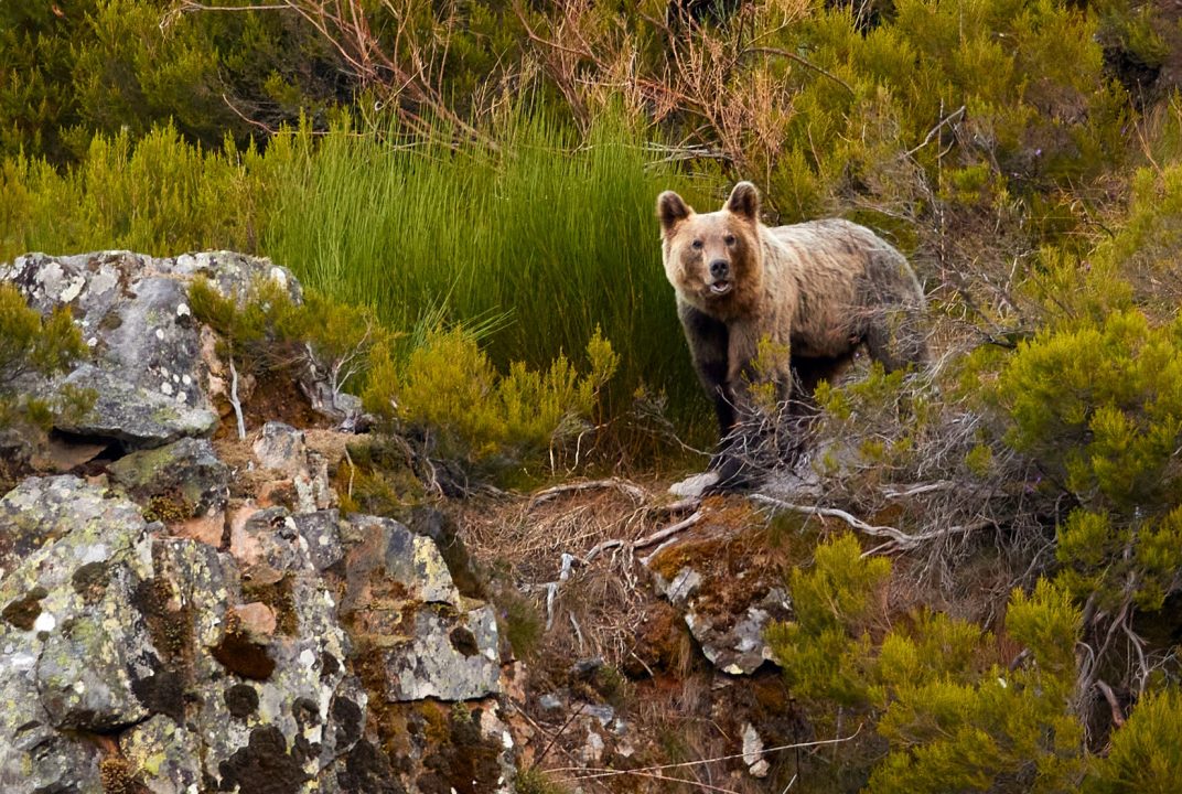 Dónde ver osos en Asturias