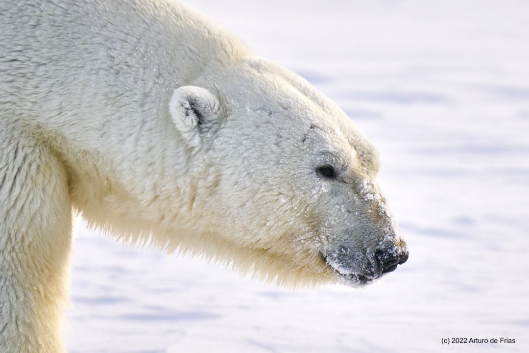 Fotografía de osos polares y fauna ártica en Canada 2025 primer grupo -  Wild Watching Spain –Turismo de Observación y Fotografía