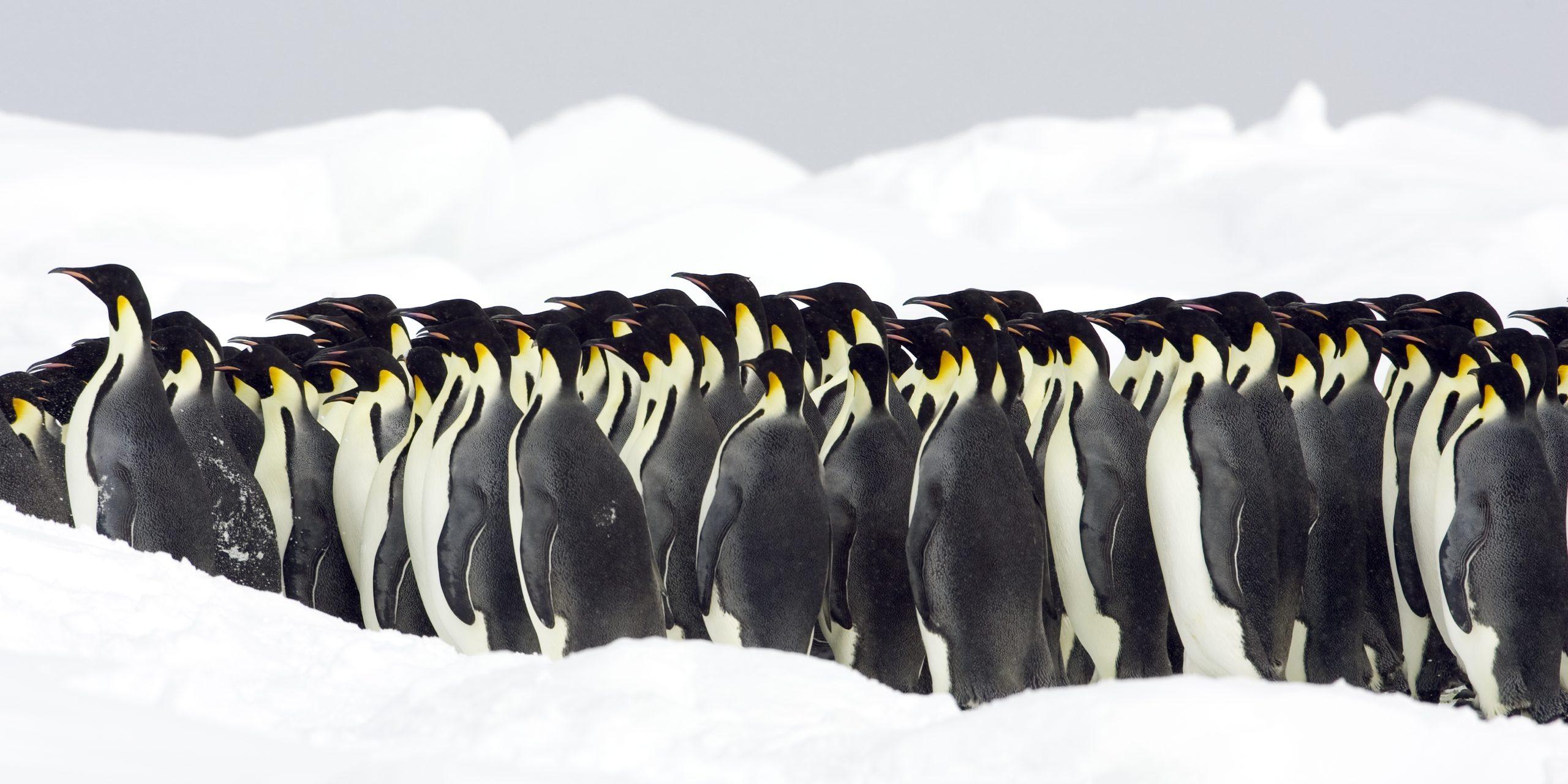 Императорский пингвин чемпион по нырянию среди пингвинов. Пингвины стая или колония. Императорские пингвины греются. Птичий базар пингвины. Пингвин на черном фоне.