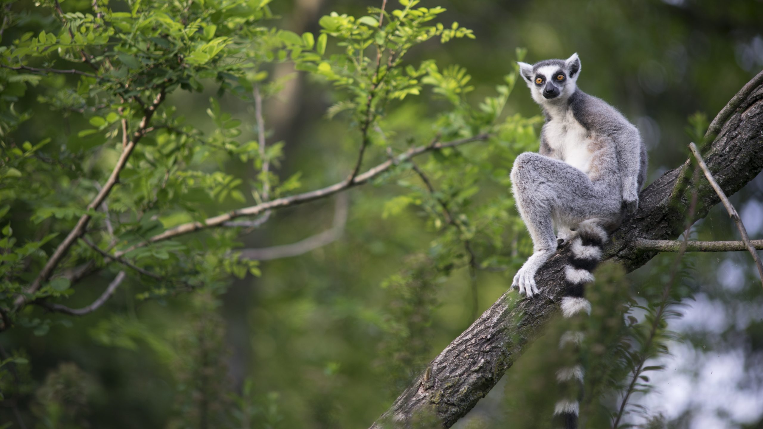 Lemur,Of,Madagascar