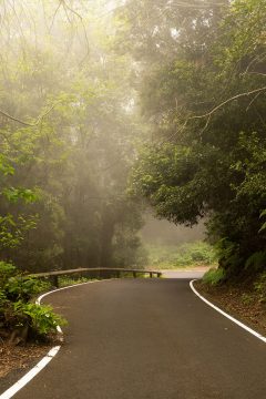 wildwatchingspain - carretera en medio del bosque