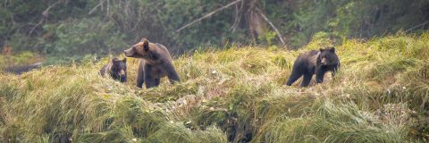 wildwatchingspain - osos pardos