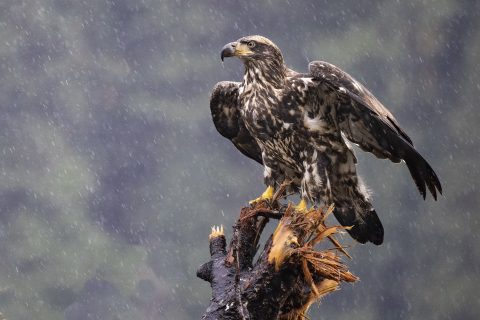 wildwatchingspain - águila posado en un árbol