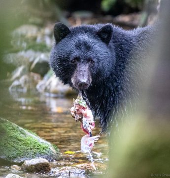 wildwatchingspain - oso pardo alimentándose