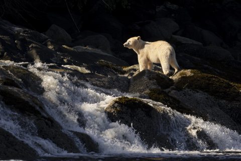 wildwatchingspain - oso pardo blanco mirando al horizonte