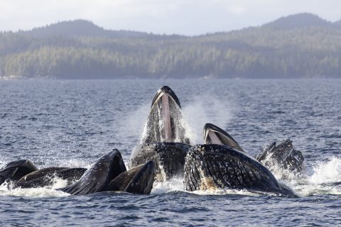 wildwatchingspain - ballenas emergiendo