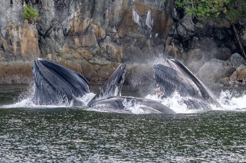 wildwatchingspain - ballenas emergiendo