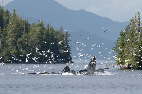 wildwatchingspain - ballenas en el mar