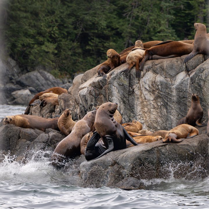 wildwatchingspain - focas sentadas en una roca