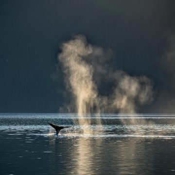 wildwatchingspain - ballena sumergiéndose