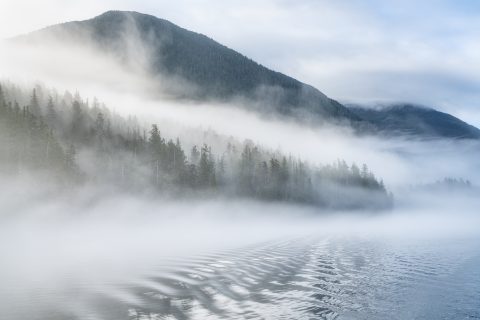 wildwatchingspain - bosque montañoso con niebla