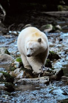 wildwatchingspain - oso blanco caminando