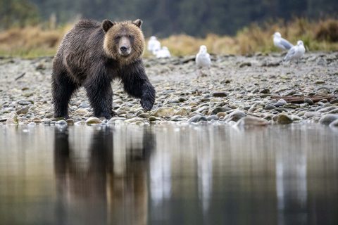 wildwatchingspain - oso pardo caminando por el rio