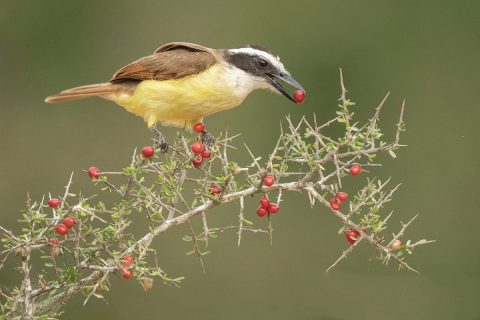wildwatchingspain - pájaro comiendo frutos rojos