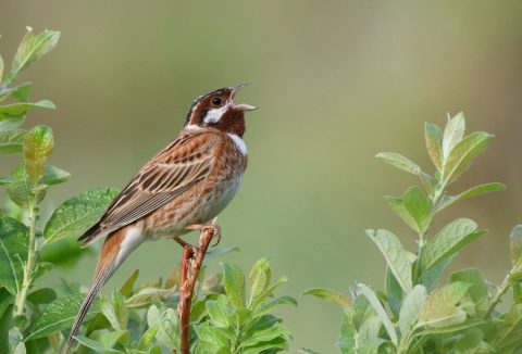 wildwatchingspain - pájaro cantando