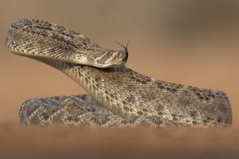 wildwatchingspain - serpiente de cascabel