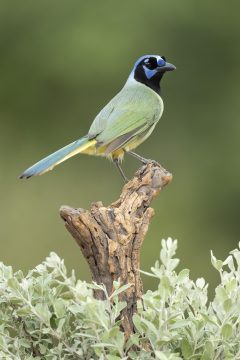wildwatchingspain - pájaro de colores