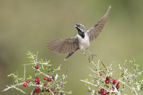 wildwatchingspain - pájaro volando