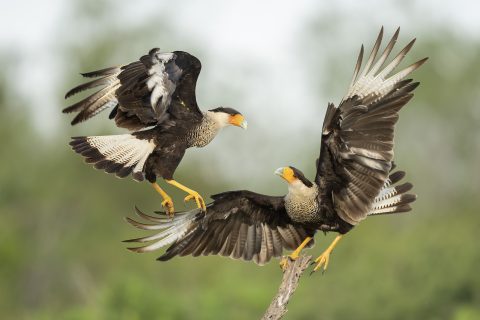 wildwatchingspain - pájaros volando