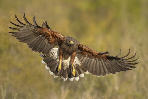 wildwatchingspain - águila volando
