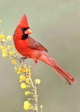 wildwatchingspain - cardenal rojo