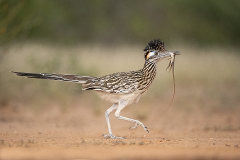 wildwatchingspain - pájaro comiendo una lagartija